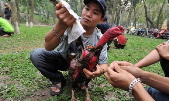 làm nước gà chọi