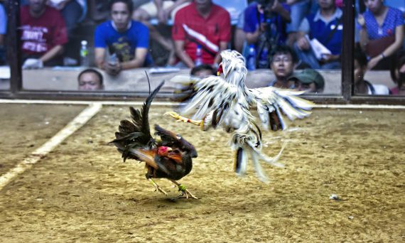 Đá gà trực tuyến Thomo