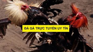 Đá gà trực tuyến