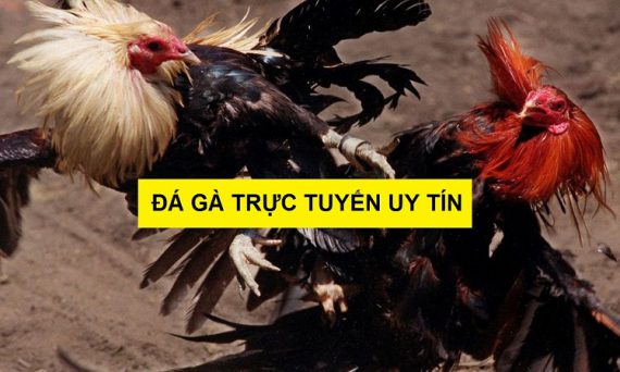 Đá gà trực tuyến