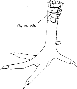 Xem vảy gà độc