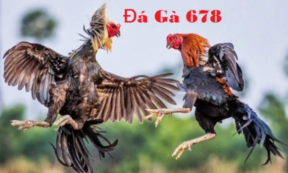 đá gà 678