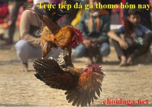 trực tiếp đá gà thomo hôm nay