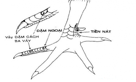 vảy gà xấu