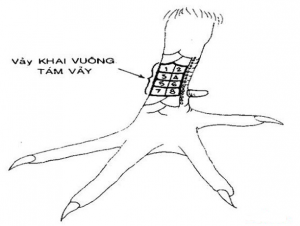 vảy gà xấu