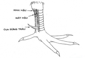 vảy gà xấu