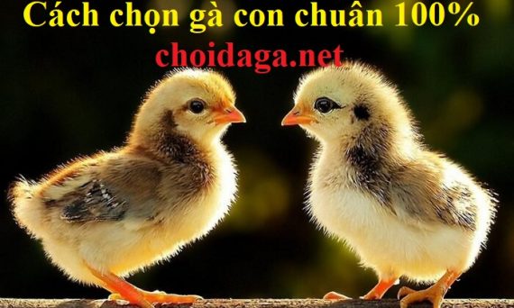 chọn gà con