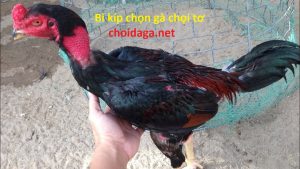 chọn gà chọi tơ