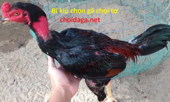 chọn gà chọi tơ