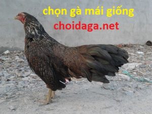 đẹp có giỏi mới sinh ra những đàn con chất lượng. Vì thế chúng ta ưu tiên chọn lựa gà mái chọi có gà bố mẹ nổi tiếng hoặc là 1 tông dòng nào đó.  Khi đã tìm được gà mái chọi theo tông hoặc dòng gà nổi tiếng. Chúng ta không nên mua 1 đôi trống mái về để sinh sản. Sẽ rất dễ tạo ra những con gà dị tật vì giao phối cận huyết.