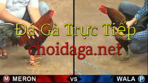 đá gà trực tiếp