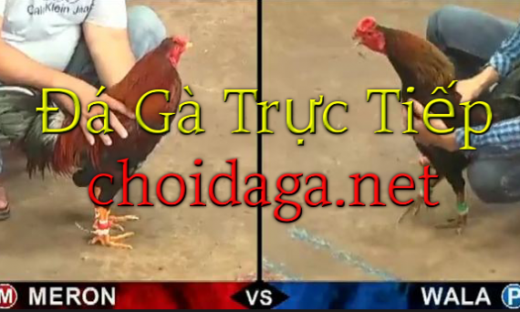 đá gà trực tiếp