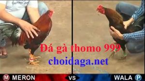 đá gà thomo 999