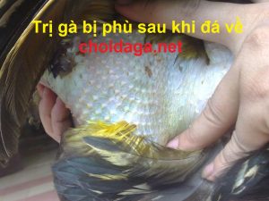 trị gà bị phù