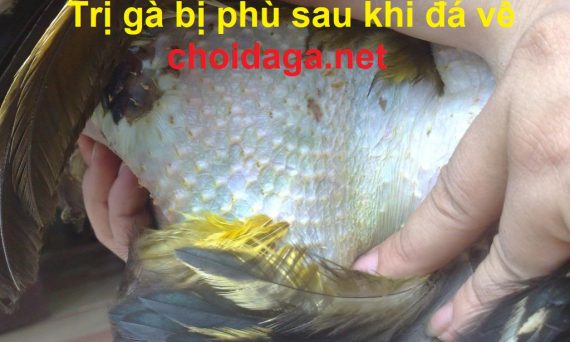 trị gà bị phù