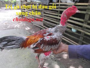 gà bị đau chân