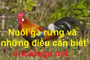 gà rừng