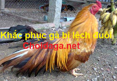 gà bị lệch đuôi