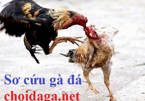 sơ cứu gà đá