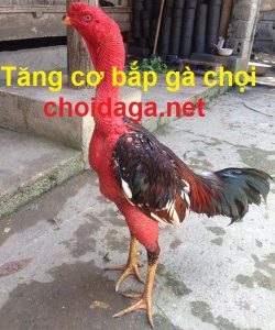 Tăng cơ bắp gà chọi