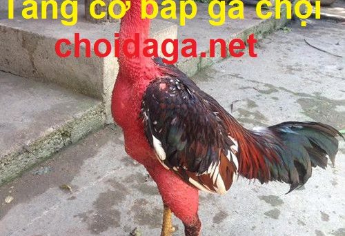 Tăng cơ bắp gà chọi