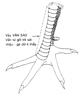 gà vảy vấn sáo