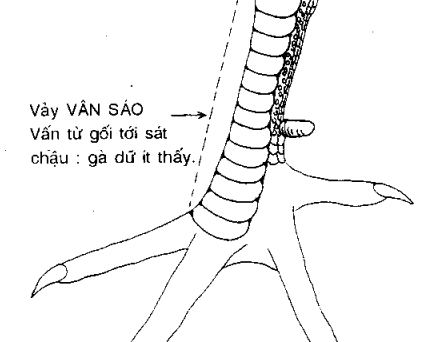 gà vảy vấn sáo