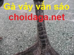 gà vảy vấn sáo