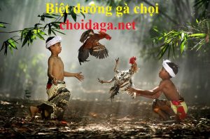 biệt dưỡng gà chọi