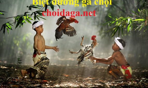 biệt dưỡng gà chọi