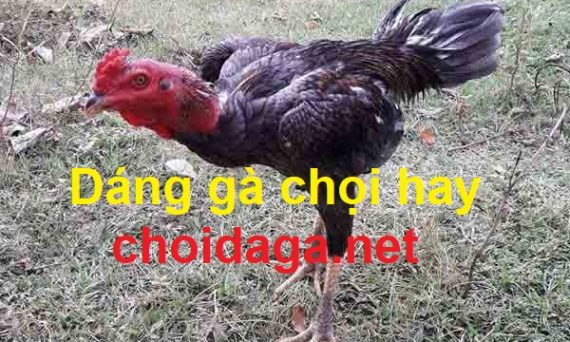 dáng gà chọi hay