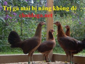 Gà mái bị nâng