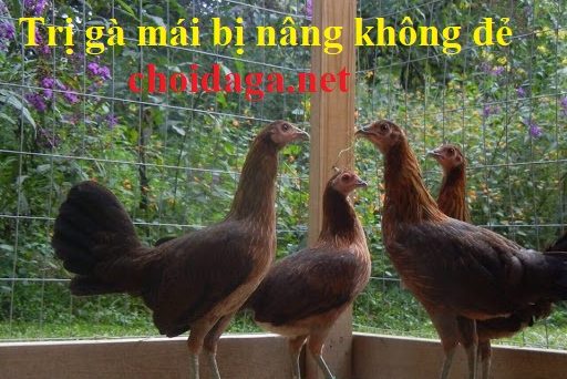 Gà mái bị nâng