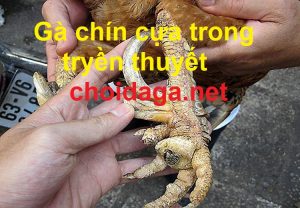 gà chín cựa