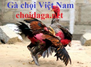 gachoivietnam1