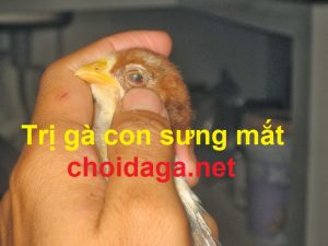 gà sưng mắt