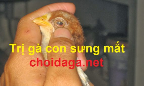 gà sưng mắt