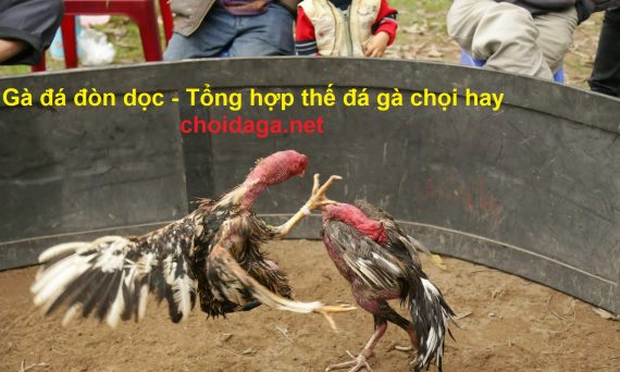 gà đá đòn dọc