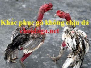 gà không chịu đá