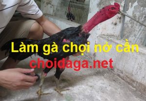 làm gà nở cần