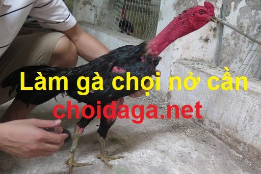 làm gà nở cần