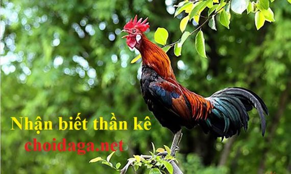 Nhận biết thần kê