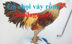 gà chọi vảy rồng