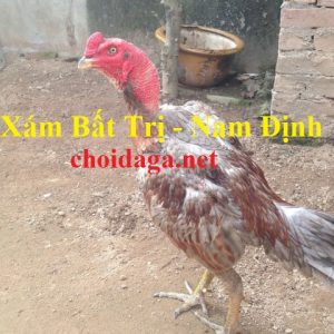 gà xám bất trị