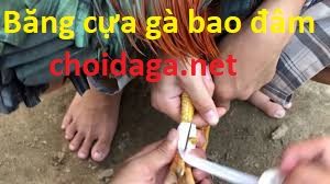 băng cựa gà