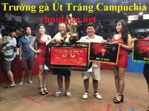 trường gà Út Tráng