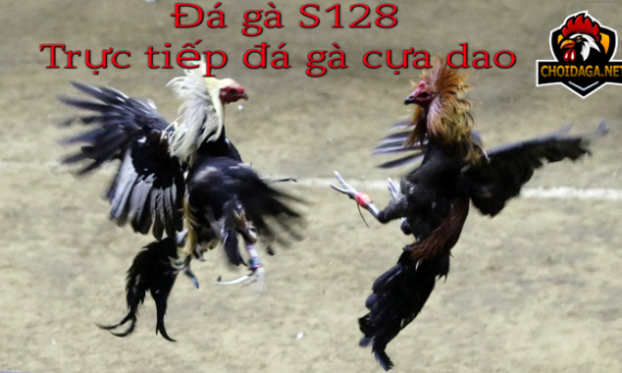 đá gà s128