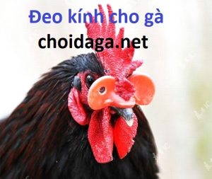 đeo kính cho gà