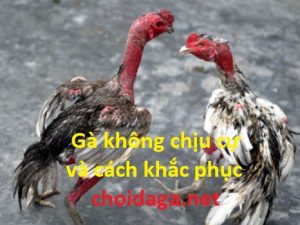 gà không chịu cự