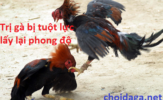 Trị gà tuột lực